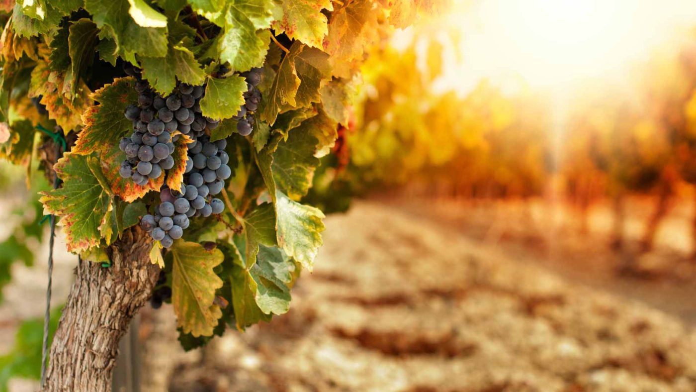 La lotta al cambiamento climatico inizia dalla viticoltura con LIFE VitiCase
