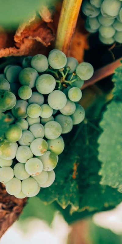 Tracciabilità blockchain del vino, dall'uva al calice